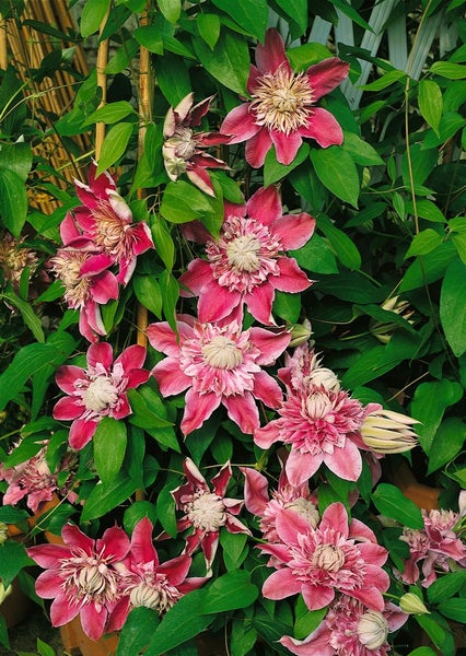 Blühende Clematis-Pflanze mit rosa Blüten und grünen Blättern