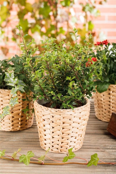 Ilex crenata 'Dark Green', Japanische Stechpalme, immergrün, 60–80 cm