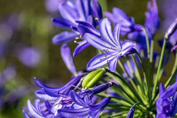 Agapanthus 'Northern Star', Schmucklilie, tiefblau, 2-3 Liter Container