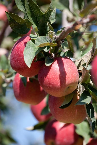 Malus 'Gloster 69', Apfelbaum, 150–200 cm