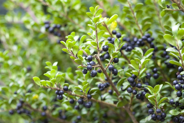 Ilex crenata 'Convexa', Japanische Stechpalme, immergrün, 20–25 cm
