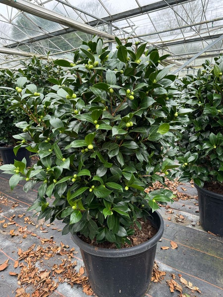 Kamelie in weiß 130 -160  cm, 12 - 14 jährige Pflanze Camellia Dalonega Premiumqualität winterhart