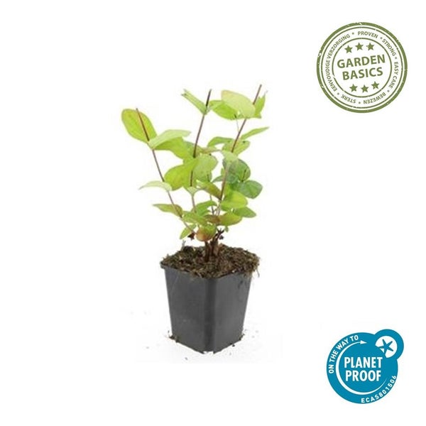Junge Grünpflanze im schwarzen Pflanztopf mit Garden Basics Siegel für einfache Pflege und On the way to Planet Proof Zertifikat.