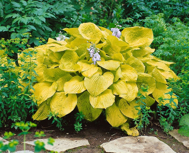 Hosta sieboldiana 'Zounds', Funkie, goldgelb, ca. 11x11 cm Topf