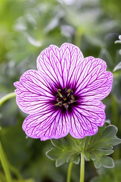 Geranium cinereum 'Ballerina', Storchschnabel, zartrosa, ca. 9x9 cm Topf