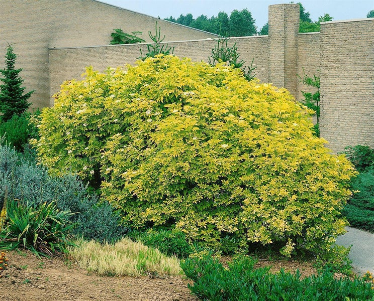 Großer Gelber Holunder Sambucus nigra Aurea mit goldgelben Blättern und weißen Blütendolden in einer Gartenanlage.