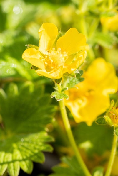 Gelbe Fingerkrautblüte im Detail
