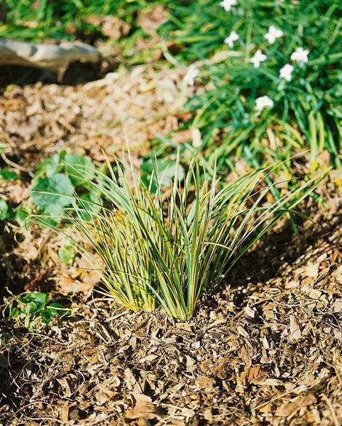 Acorus gramineus 'Variegatus', Kalmus, grün-weiß, 2 Liter Container