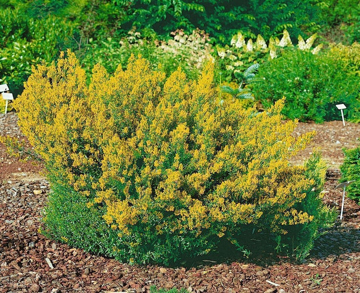 Genista tinctoria 'Royal Gold', Färber-Ginster, goldgelb, 40–60 cm