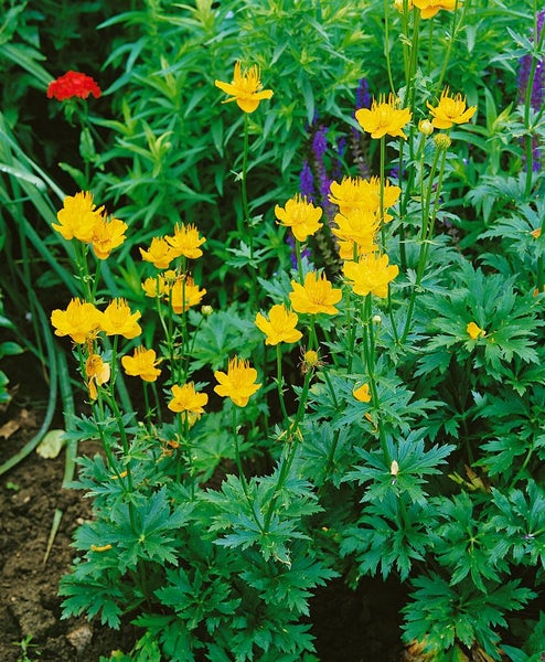 Trollius chinensis 'Golden Queen', Trollblume, leuchtend gelb, ca. 9x9 cm Topf