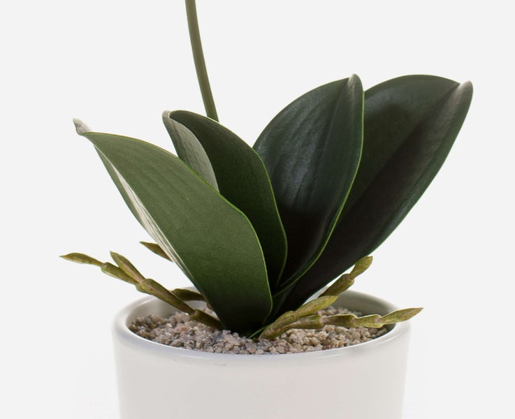 Phalaenopsis Orchidee im weißen Keramiktopf mit dunklen Blättern und dekorativem Kies.