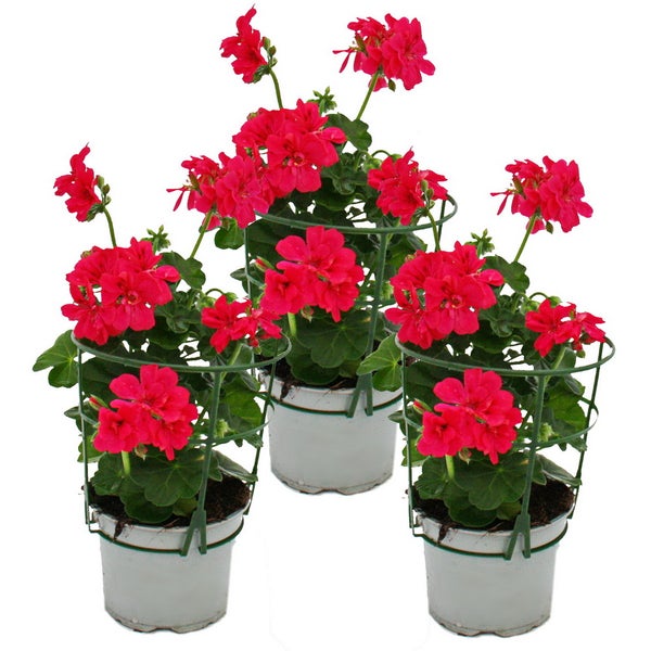 Geranien hängend - Pelargonium peltatum - 12cm Topf - Set mit 3 Pflanzen - pink