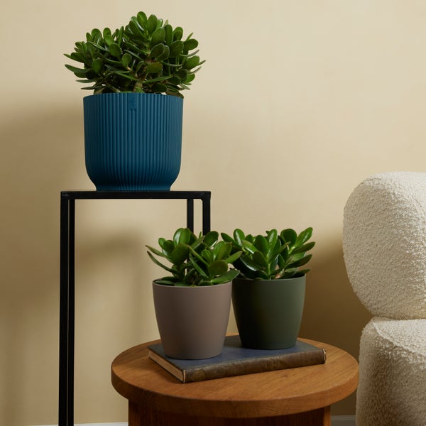 Bloomique - 2er Set - Crassula Ovata Magical Tree - Jadepflanze - Zimmerpflanzen - Sukkulente - Sehr pflegeleicht - 15-20cm hoch - Topf 12cm