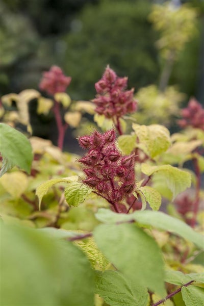 Rubus phoenicolasius, Japanische Weinbeere, 30–40 cm