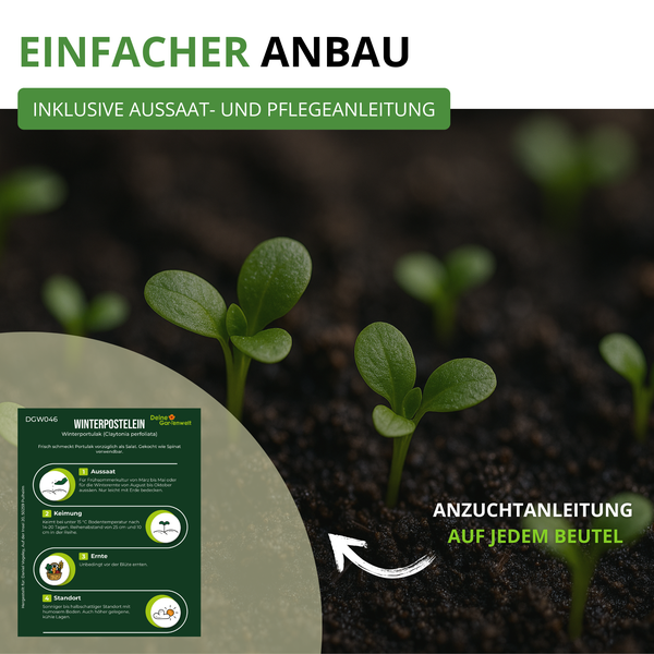 Infografik für Winterpostelein von Deine Gartenwelt Logo mit Keimlingen in Erde und Aussaat- und Pflegeanleitung in vier Schritten.