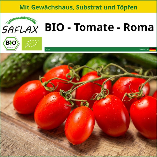 SAFLAX Anzucht Set - BIO - Tomate - Roma - Solanum lycopersicum - 15 Samen - Mit Mini-Gewächshaus, Anzuchtsubstrat und 2 Töpfen