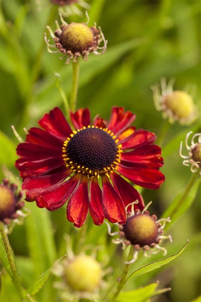 Helenium x cult. 'Rubinzwerg', Sonnenbraut, rubinrot, ca. 9x9 cm Topf