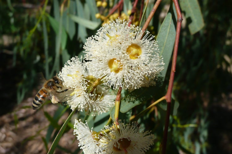 SAFLAX Garden to go - Roter Fluss - Eucalyptus - Eucalyptus camaldulensis - 200 Samen - Mit Topf, Klima - Deckel und Anzuchtsubstrat