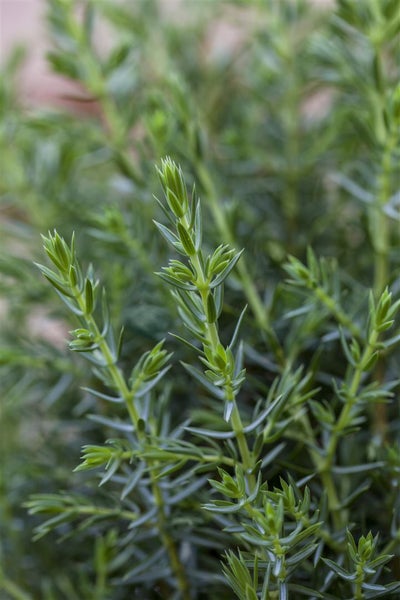 Juniperus communis 'Arnold', Wacholder, 30–40 cm