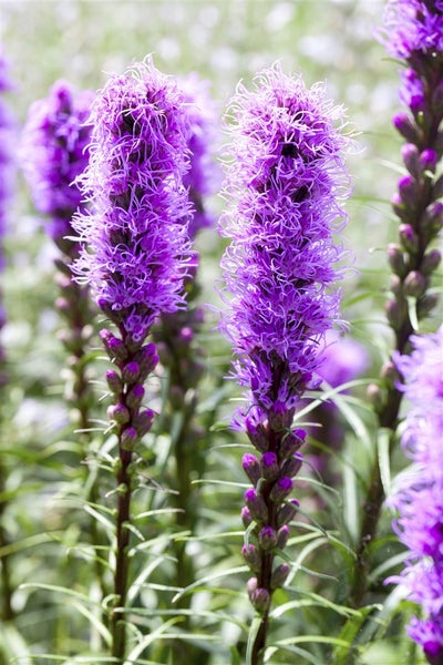 Liatris spicata 'Kobold', Prachtscharte, violett, ca. 9x9 cm Topf