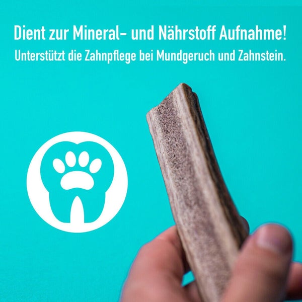 GreenHero Hirschgeweih Kaustange - L