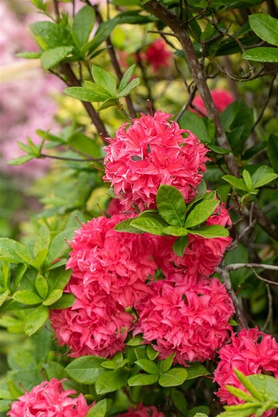 Rhododendron luteum 'Homebush', rosa Blüten, 30–40 cm