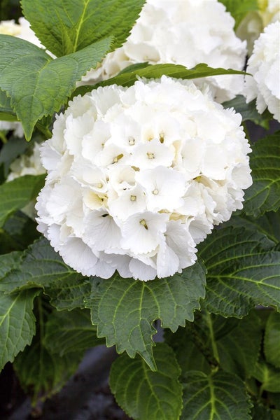 Hydrangea macrophylla 'Schneeball', Hortensie, weiß, 30–40 cm