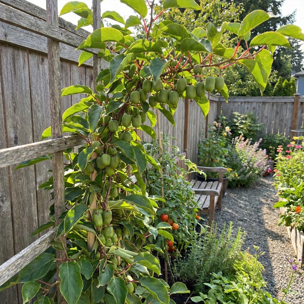 Kiwi-Beere Actinidia arguta mit grünen Früchten an einer Holzrankhilfe in einem hellen, sonnigen Garten vor einem Holzzaun.