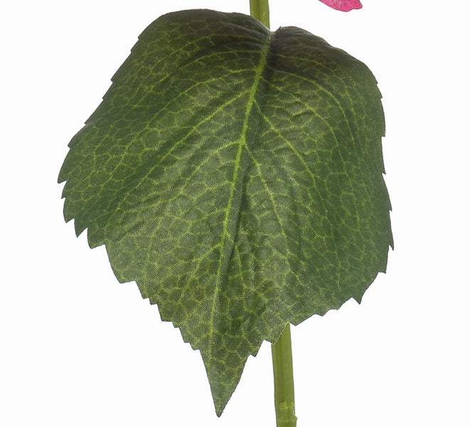 Gelbe Hibiskusblüte mit grünen Blättern