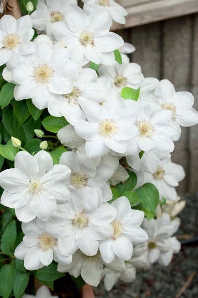 Clematis Hybride 'Shirayukihime', weiß, 60–100 cm