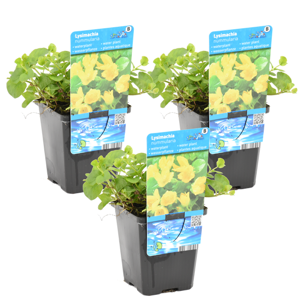 Drei Wasserpflanzen Lysimachia nummularia, auch Pfennigkraut genannt, in schwarzen Kunststofftöpfen mit Sortenetiketten.