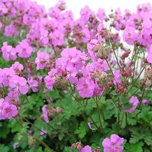 Nahaufnahme von rosa Storchschnabelblüten mit grünen Blättern