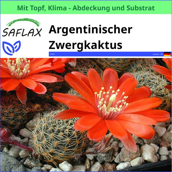 Argentinischer Zwergkaktus im Topf mit Klima Abdeckung und Substrat