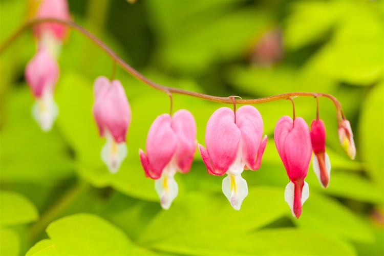 Herzerlstrauch mit rosa herzförmigen Blüten