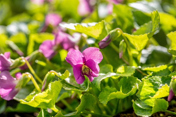 Viola sororia 'Rubra', Veilchen, rubinrot, ca. 9x9 cm Topf