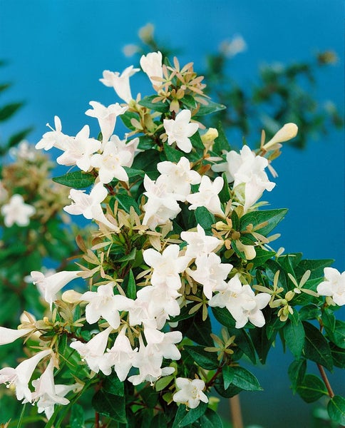 Abelia mit weißen Blüten und grünen Blättern