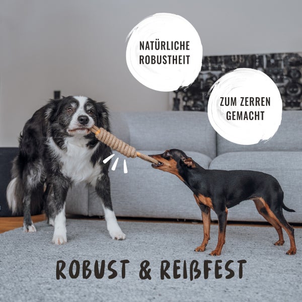 Zwei Hunde spielen mit einem robusten Zerrseil im Innenraum.