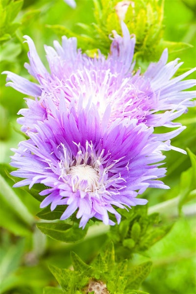 Stokesia laevis, Kornblumenaster, blau, ca. 9x9 cm Topf