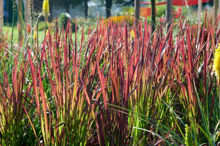 Imperata cylindrica 'Red Baron', Japanisches Blutgras, rot, 3-5 Liter Topf