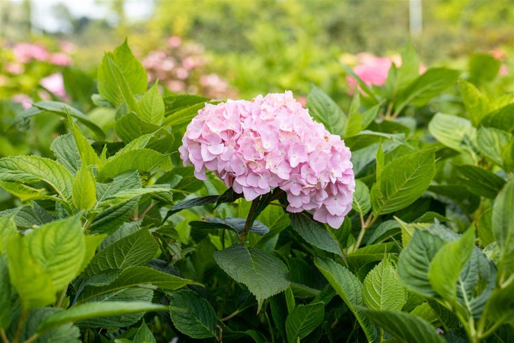 Hydrangea macrophylla 'Bouquet Rose', Hortensie, rosa, 60–80 cm