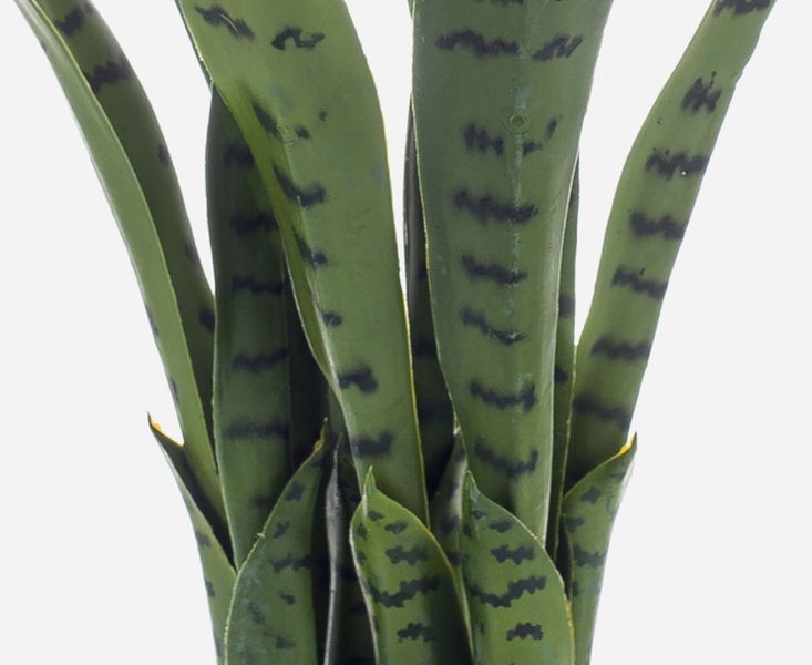 Detailansicht einer Sansevieria mit langen aufrechten grünen Blättern und dunklen Querstreifen.