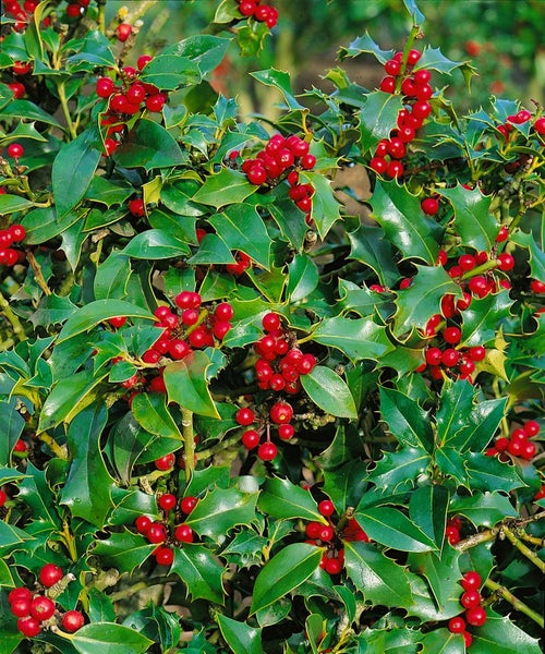 Stechpalme mit grünen Blättern und roten Beeren