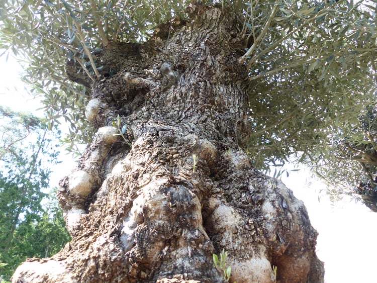 exakt dieser Baum Nr. 24L, 210 cm, Olivenbaum, Bonsai, knorrige alte urige Olive winterhart