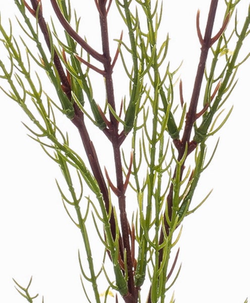 Nahaufnahme von dichten grünen Blütenknospen mit violetten Akzenten.