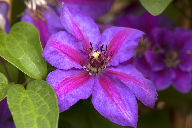 Clematis Hybride 'Mrs.N.Thompson', großblumig, 60–100 cm