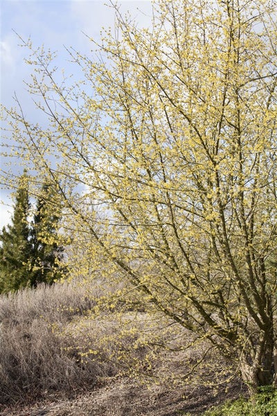 Cornus mas, Kornelkirsche, 40–60 cm, gelbe Blüten