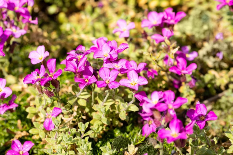Aubrieta x cult. 'Rosenteppich', Blaukissen, rosa, ca. 9x9 cm Topf