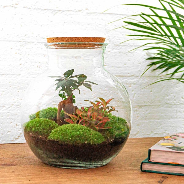 Flaschengarten Teddy - DIY-Pflanzen-Terrarium - 27cm hoch - mit Ficus Ginseng - Bonsai