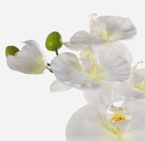 Weiße Orchideenblüten mit gelber Mitte in Nahaufnahme.