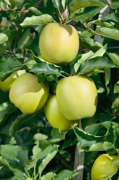 Malus domestica 'Mutsu', Apfelbaum, grün-gelb, 150–200 cm